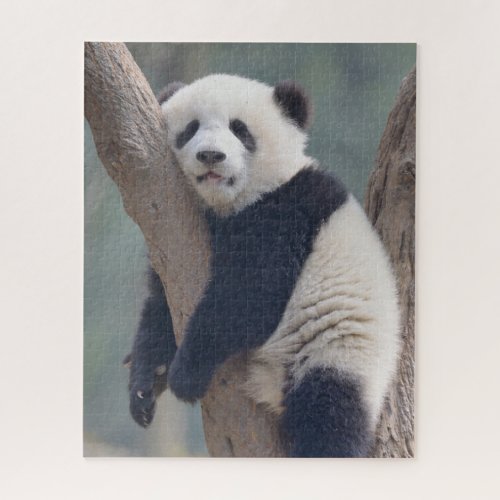 Cutest Baby Animals  Baby Panda Bear Sleeping Jigsaw Puzzle