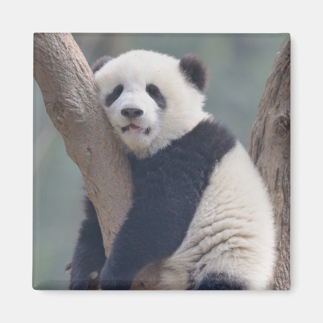 Cutest Baby Animals | Baby Panda Bear Sleeping Magnet (Front)