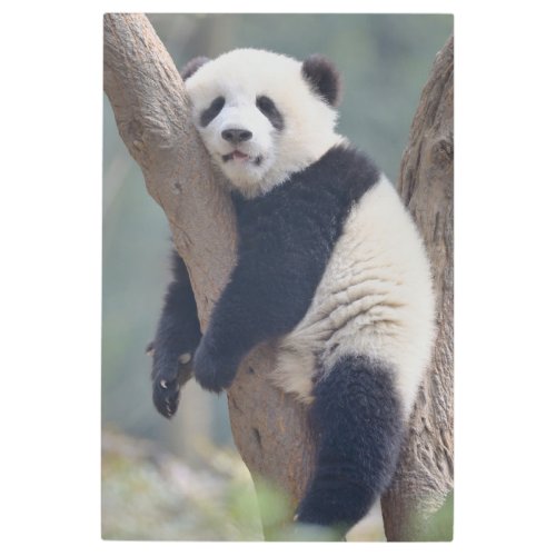 Cutest Baby Animals  Baby Panda Bear Sleeping Metal Print