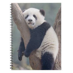 Cutest Baby Animals Baby Panda Bear Sleeping Notebook