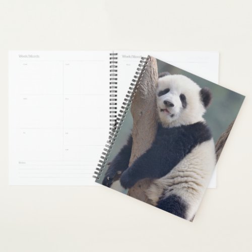 Cutest Baby Animals  Baby Panda Bear Sleeping Planner