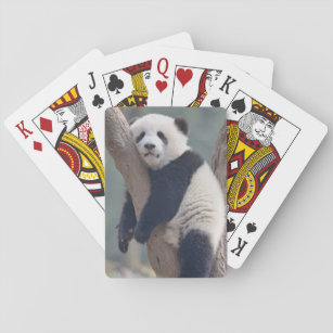 Cutest Baby Animals   Baby Panda Bear Sleeping Playing Cards