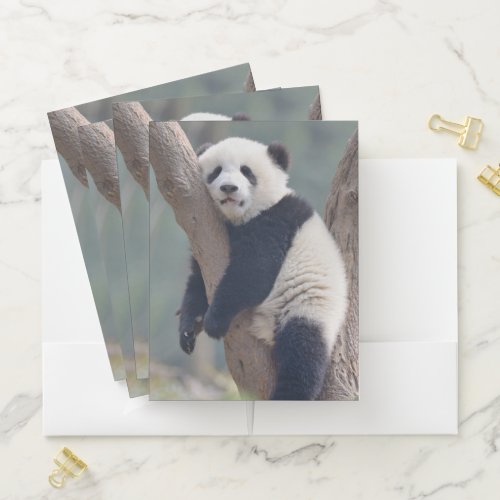 Cutest Baby Animals  Baby Panda Bear Sleeping Pocket Folder