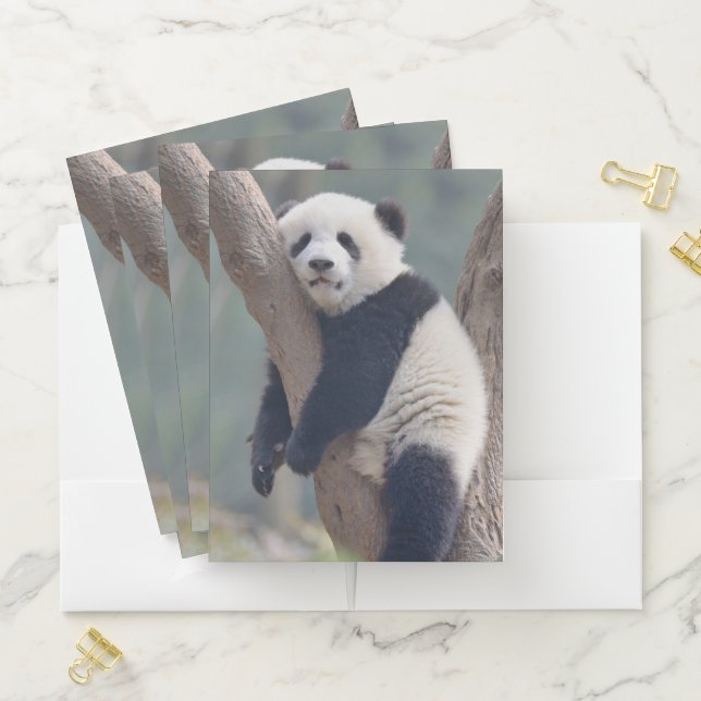 Cutest Baby Animals | Baby Panda Bear Sleeping Pocket Folder (In Situ)