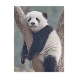 Cutest Baby Animals | Baby Panda Bear Sleeping Postcard