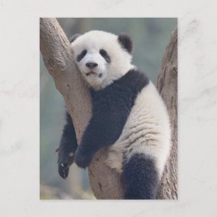 Cutest Baby Animals Baby Panda Bear Sleeping Postcard