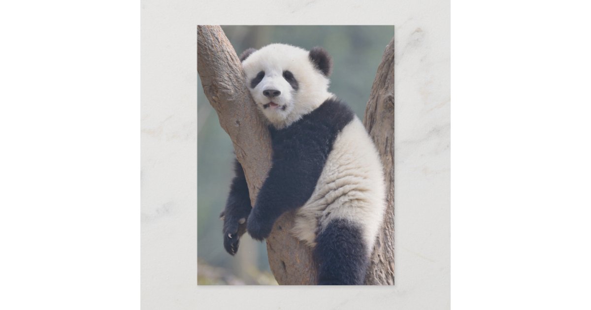 Cutest Baby Animals | Baby Panda Bear Sleeping Postcard | Zazzle