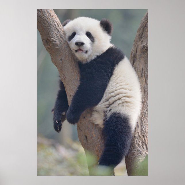 Cutest Baby Animals | Baby Panda Bear Sleeping Poster (Front)