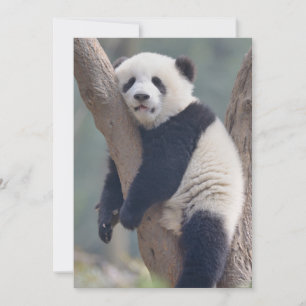 Cutest Baby Animals   Baby Panda Bear Sleeping Thank You Card