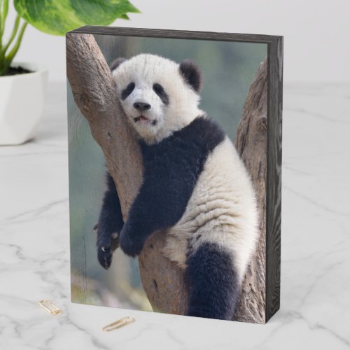 Cutest Baby Animals  Baby Panda Bear Sleeping Wooden Box Sign