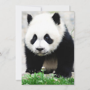 Cutest Baby Animals Baby Panda Bear Thank You Card