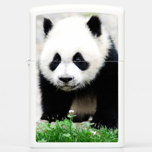 Cutest Baby Animals  Baby Panda Bear Zippo Lighter