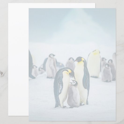 Cutest Baby Animals | Baby Penguin Feeding (Front/Back)