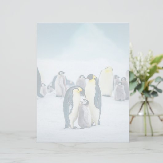 Cutest Baby Animals | Baby Penguin Feeding (Standing Front)