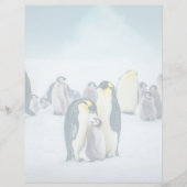 Cutest Baby Animals | Baby Penguin Feeding (Front)