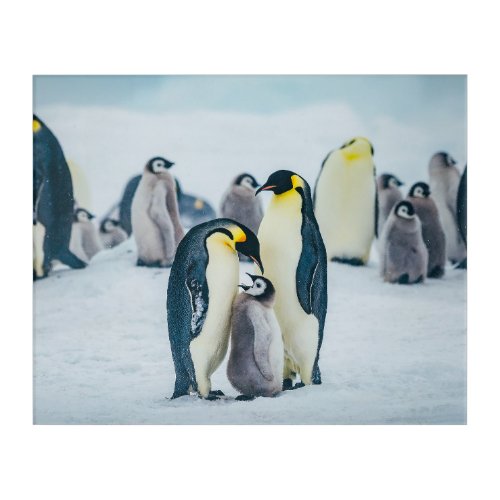 Cutest Baby Animals  Baby Penguin Feeding Acrylic Print