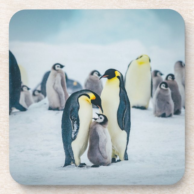 Cutest Baby Animals | Baby Penguin Feeding Beverage Coaster (Front)
