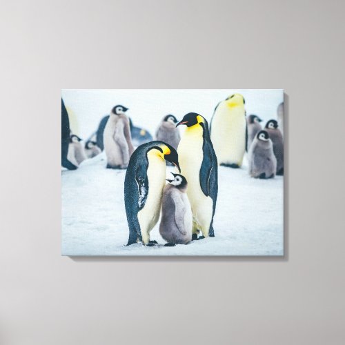 Cutest Baby Animals  Baby Penguin Feeding Canvas Print