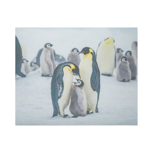 Cutest Baby Animals  Baby Penguin Feeding Gallery Wrap