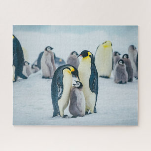 Cutest Baby Animals Baby Penguin Feeding Jigsaw Puzzle