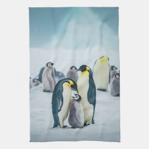 Cutest Baby Animals   Baby Penguin Feeding Kitchen Towel