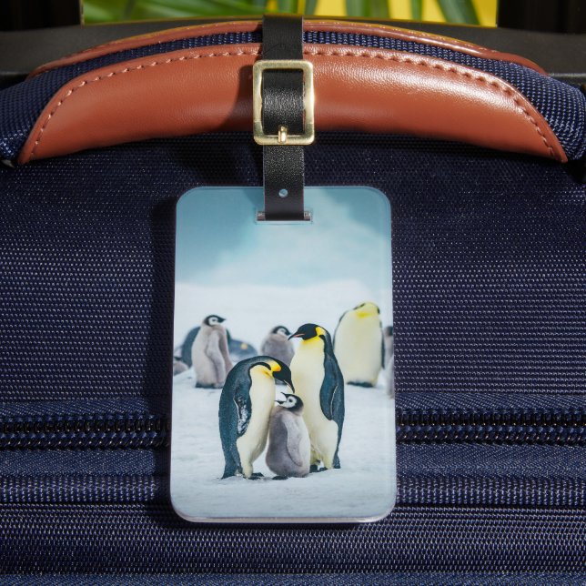Cutest Baby Animals | Baby Penguin Feeding Luggage Tag (Front Insitu 2)