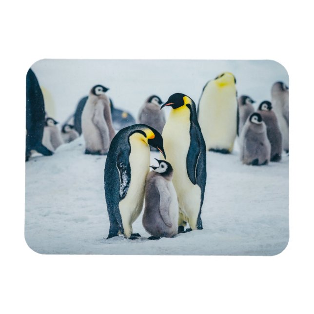 Cutest Baby Animals | Baby Penguin Feeding Magnet (Horizontal)