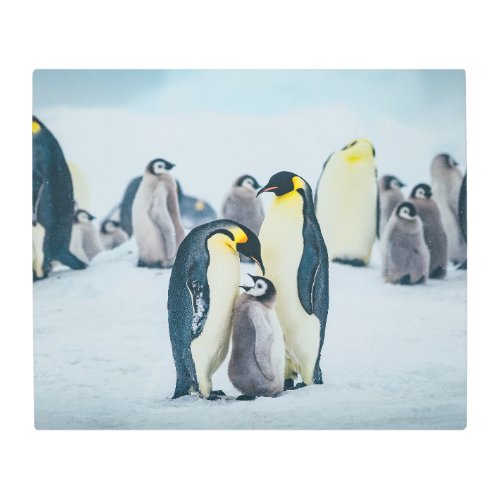 Cutest Baby Animals  Baby Penguin Feeding Metal Print