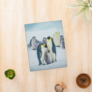 Cutest Baby Animals Baby Penguin Feeding Mini Binder