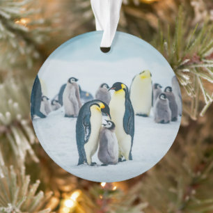 Cutest Baby Animals   Baby Penguin Feeding Ornament