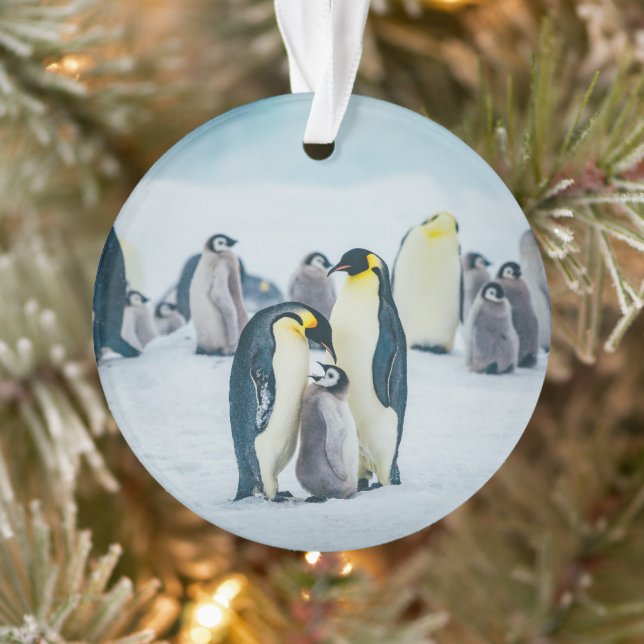 Cutest Baby Animals | Baby Penguin Feeding Ornament (Tree)