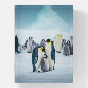 Cutest Baby Animals Baby Penguin Feeding Paperweight
