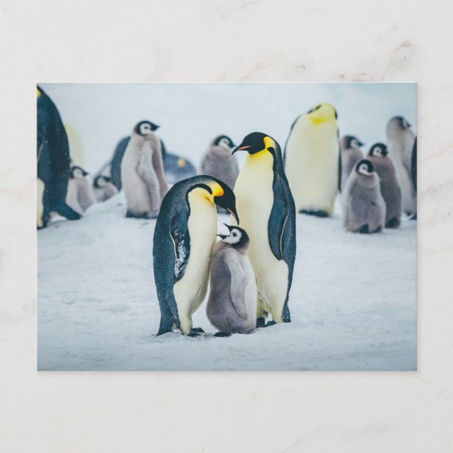 Cutest Baby Animals | Baby Penguin Feeding Postcard (Front)