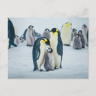 Cutest Baby Animals | Baby Penguin Feeding Postcard