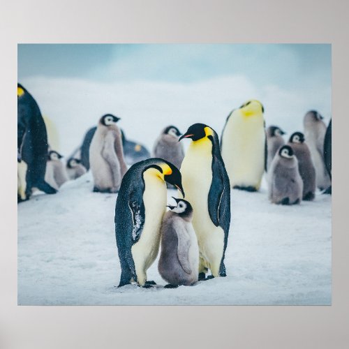 Cutest Baby Animals  Baby Penguin Feeding Poster