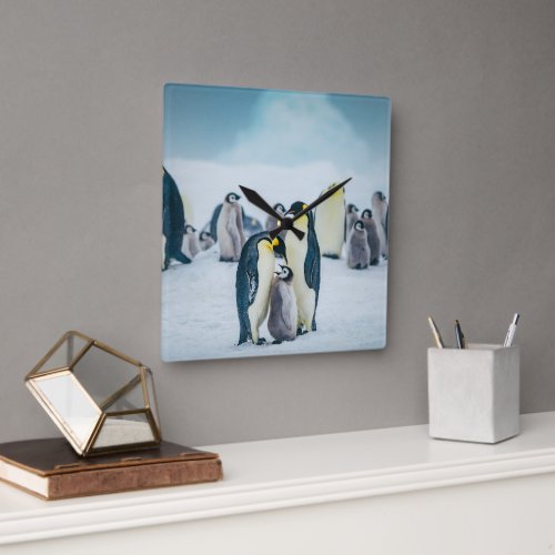 Cutest Baby Animals  Baby Penguin Feeding Square Wall Clock