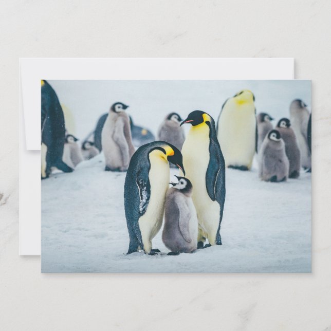 Cutest Baby Animals | Baby Penguin Feeding Thank You Card (Front)