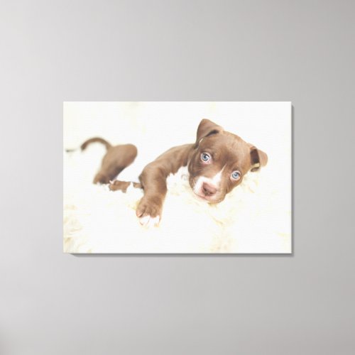 Cutest Baby Animals  Baby Pit Bull Puppy Canvas Print