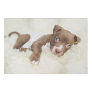 Cutest Baby Animals Baby Pit Bull Puppy Faux Canvas Print