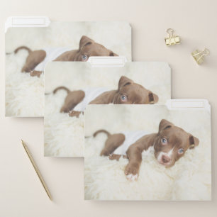 Cutest Baby Animals   Baby Pit Bull Puppy File Folder