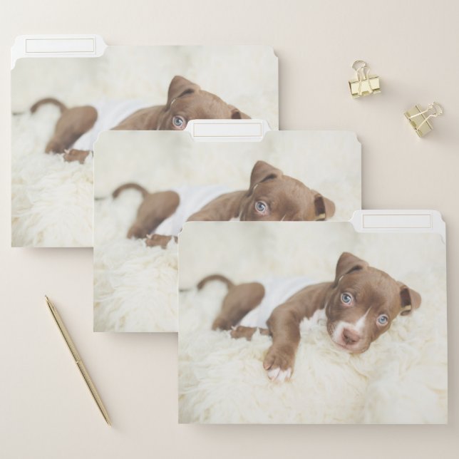 Cutest Baby Animals | Baby Pit Bull Puppy File Folder (Set)