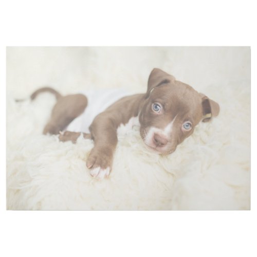 Cutest Baby Animals  Baby Pit Bull Puppy Gallery Wrap