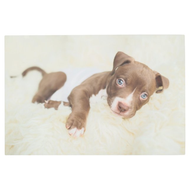 Cutest Baby Animals | Baby Pit Bull Puppy Metal Print (Front)