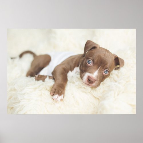 Cutest Baby Animals  Baby Pit Bull Puppy Poster