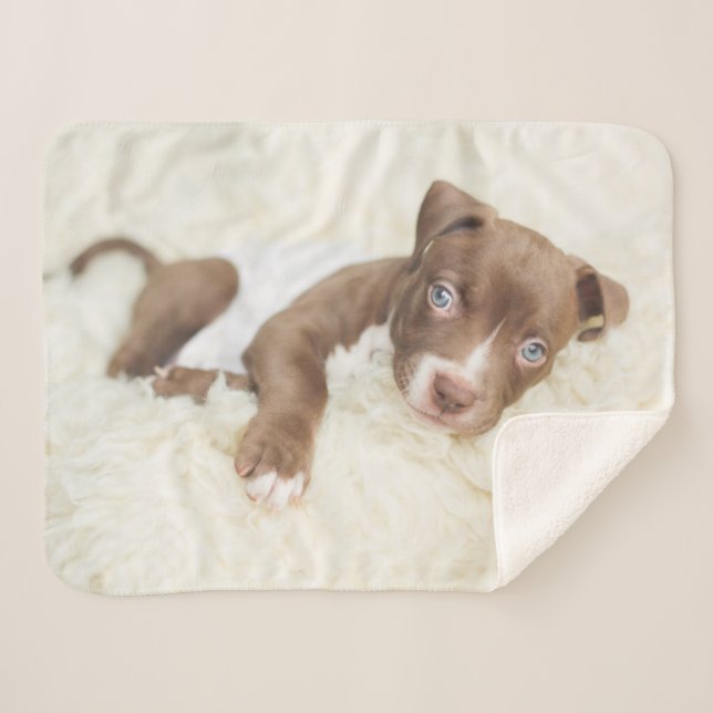 Cutest Baby Animals | Baby Pit Bull Puppy Sherpa Blanket (Front (Horizontal))