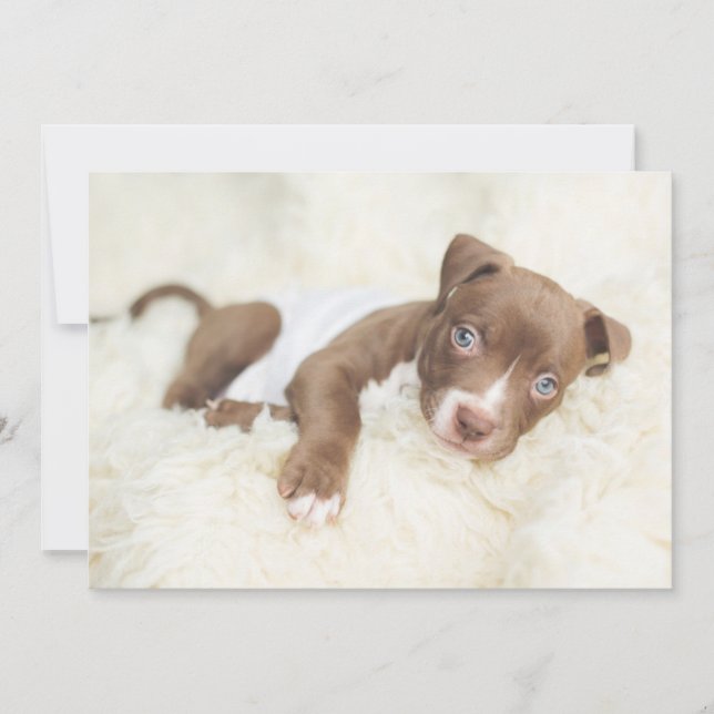 Cutest Baby Animals | Baby Pit Bull Puppy Thank You Card (Front)