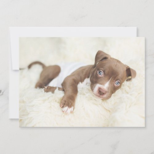 Cutest Baby Animals  Baby Pit Bull Puppy Thank You Card