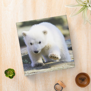 Cutest Baby Animals Baby Polar Bear 3 Ring Binder