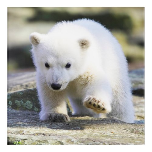 Cutest Baby Animals  Baby Polar Bear Acrylic Print