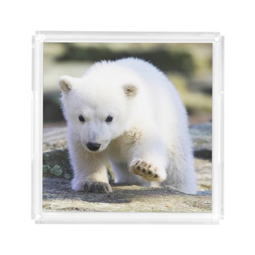 Cutest Baby Animals  Baby Polar Bear Acrylic Tray